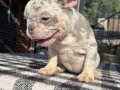 Renkli Gözlü Irk Garantili French Bulldog Yavrularım