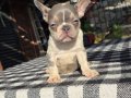 Renkli Gözlü Irk Garantili French Bulldog Yavrularım