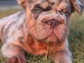 Big Rope Fluffy Yavrularım 