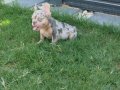 Renkli Gözlü Irk Garantili Yavrularım 