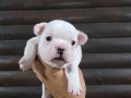Standart Dişi French Bulldog Yavrumuz