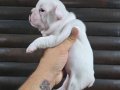 Standart Dişi French Bulldog Yavrumuz