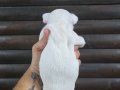 Standart Dişi French Bulldog Yavrumuz