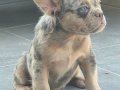 Lilac Merle Tan Fluffy Yavrum