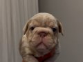 BİG ROPE MERLE YAVRULARIM