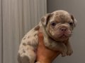BİG ROPE MERLE YAVRULARIM
