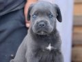 Cane Corso yavrular