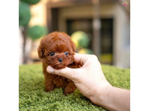 Irkın en küçük boyutuna sahip Poodle bebekler