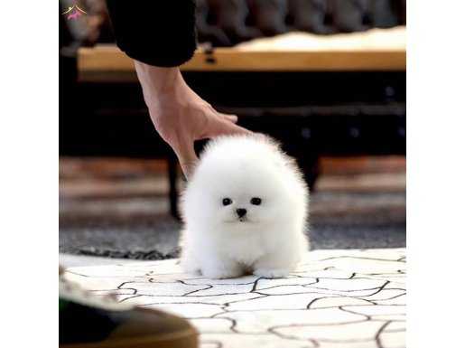 Yarışma Düzeyinde ki Pomeranian Bebeklerimiz