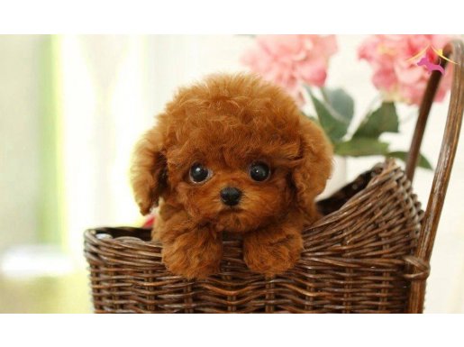 DAHA GÜZELİ YOK- TEA CUP POODLE BEBEKLERİMİZ