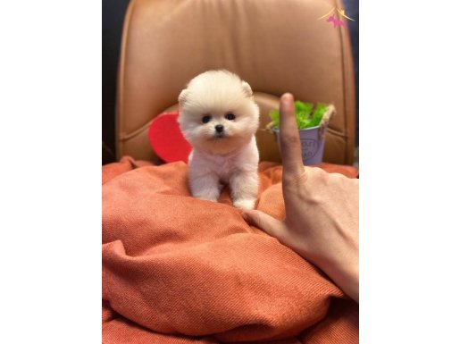 Parmak çocuk Casper - TEDDY BEAR TEACUP