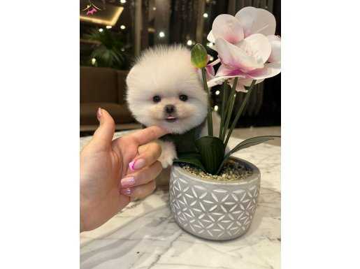 Daha güzeli olmadığına eminiz. :) Gerçek teddy