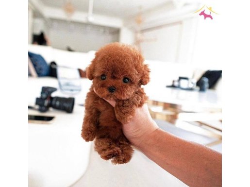 Micro teacup Max 2 kg red Brown bebeklee