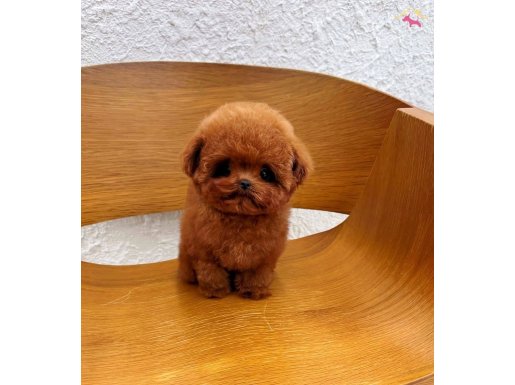 Korean Face Poodle Show Puppy Güvencesi ile