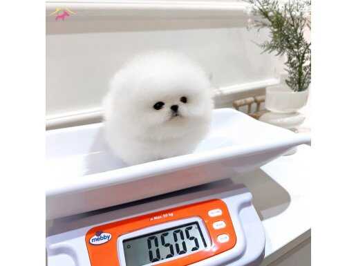 SHOW PUPPY TURKEY A+ KALİTE POMERANİAN