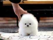 Yarışma Düzeyinde ki Pomeranian Bebeklerimiz