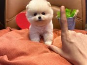 Parmak çocuk Casper - TEDDY BEAR TEACUP