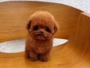 Korean Face Poodle Show Puppy Güvencesi ile