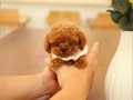 DAHA GÜZELİ YOK- TEA CUP POODLE BEBEKLERİMİZ