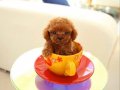 DAHA GÜZELİ YOK- TEA CUP POODLE BEBEKLERİMİZ