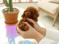 DAHA GÜZELİ YOK- TEA CUP POODLE BEBEKLERİMİZ