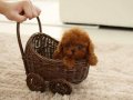 DAHA GÜZELİ YOK- TEA CUP POODLE BEBEKLERİMİZ