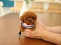 DAHA GÜZELİ YOK- TEA CUP POODLE BEBEKLERİMİZ