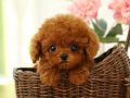 DAHA GÜZELİ YOK- TEA CUP POODLE BEBEKLERİMİZ