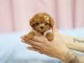 Teacup olarak daha Özeli yok. Poodle bebek Show Puppy Turkey