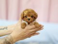 Teacup olarak daha Özeli yok. Poodle bebek Show Puppy Turkey