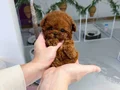 Secereli Poodle Bebeklerimiz