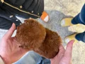 Secereli Poodle Bebeklerimiz