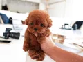 Micro teacup Max 2 kg red Brown bebeklee