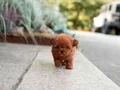 Micro teacup Max 2 kg red Brown bebeklee