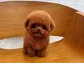 Korean Face Poodle Show Puppy Güvencesi ile