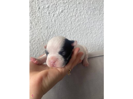Orjınal french bulldog