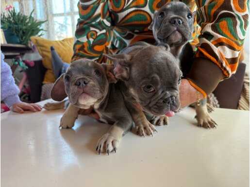 2 erkek 1 disi orj french bulldog