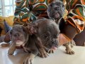 2 erkek 1 disi orj french bulldog