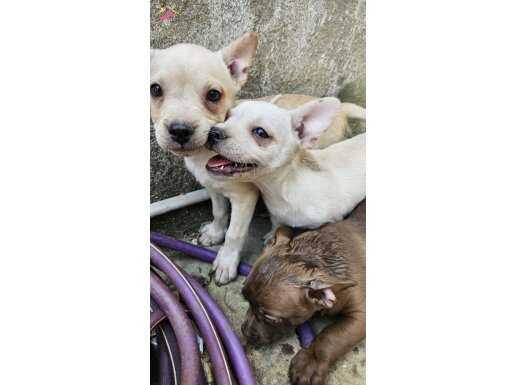 french bulldog melezi yavrular