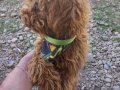 Harika renk ve pigmente sahip toy poodle 
