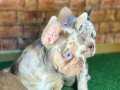 En özel renkte ve yapida french  bulldog yavrulari