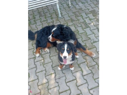 Şahane köpek bernese 3.5 aylik dişi aşıları tam
