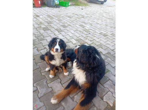 Bernese yavrulari 