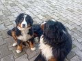 Bernese yavrulari 