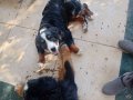 A kalite bernese dağ köpeği yavrusu 