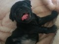 SSS KALİTE PUG BABA PİNK ANNE KREM GÜL KUYRUK