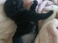 SSS KALİTE PUG BABA PİNK ANNE KREM GÜL KUYRUK