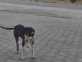4 aylık sokağa atılmış mükemmel uysal ve evcil köpek
