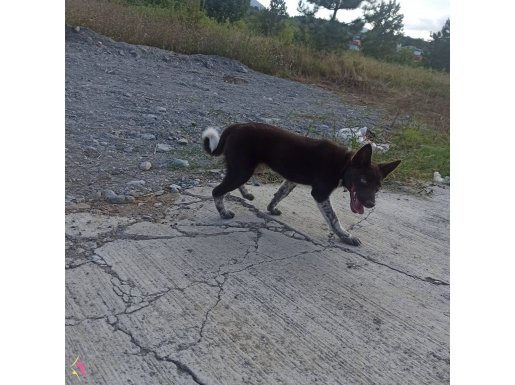 Trabzon Zerdevasi Yavru Köpek 