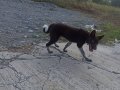 Trabzon Zerdevasi Yavru Köpek 